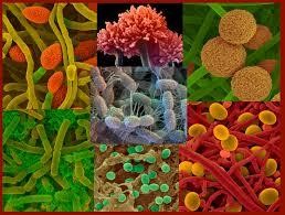Magnified soil microbes: bacteria and fungi